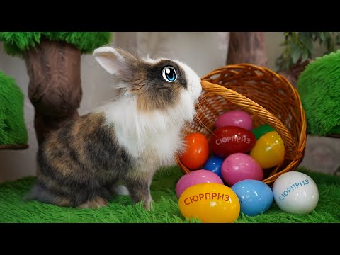 Видео: ОГРОМНАЯ РАСПАКОВКА ПАСХАЛЬНЫХ ЯИЦ! ЧЕЛЛЕНДЖ КРОЛИКА БАФФИ для КОТА МАЛЫША, КОШКИ МУРКИ и ПУПСИ