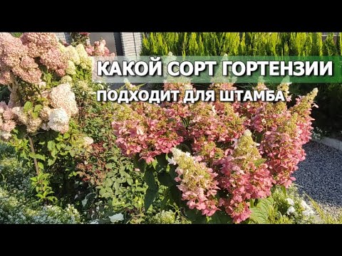 Видео: КАКОЙ СОРТ ГОРТЕНЗИИ ПОДХОДИТ ДЛЯ ШТАМБА | Из какой гортензии можно сформировать дерево