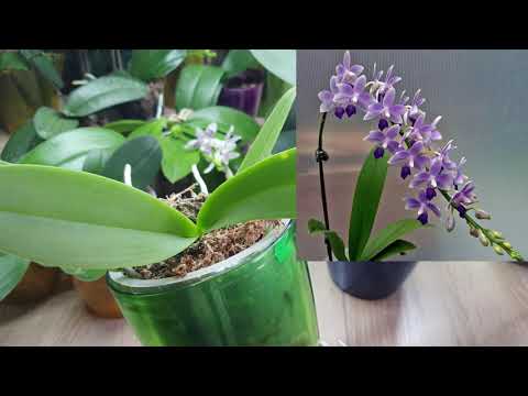 Видео: Замер цветонос на орхидее. В чем причины и можно ли это изменить...