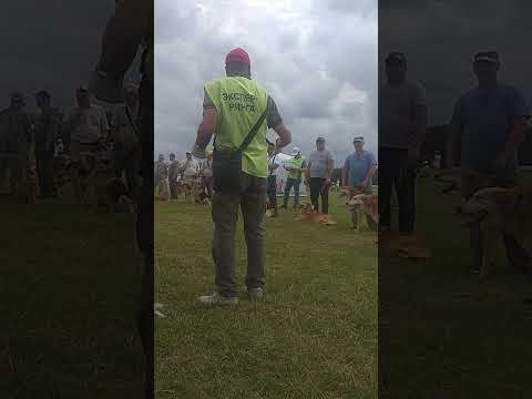 Видео: Городецкая выставка охотничьих собак