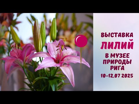 Видео: Выставка лилий в Латвийском музее Природы. Июль 2025