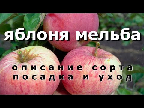 Видео: Яблоня мельба. Описание сорта. Посадка и уход