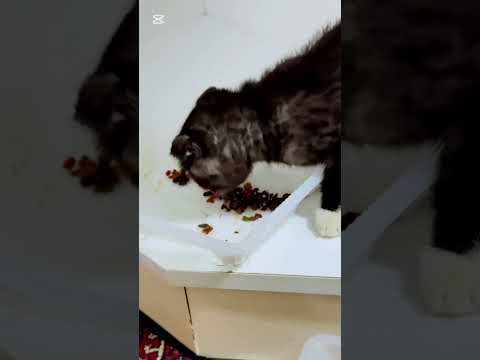 Видео: Первый день Честера в нашей семье 🤍🐾