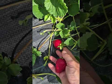 Видео: Полуниця Марієка,Бріна,Роял-Ройс.