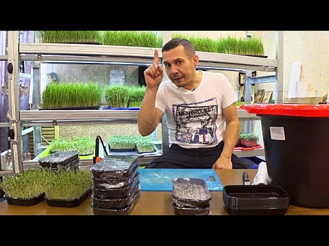 Видео: Засеиваем семена брокколи. Как вырастить микрозелень брокколи на кокосовом субстрате