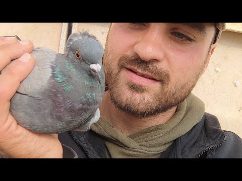 Видео: бойные голуби это голубь с правильным боем. а не тряпка в небе