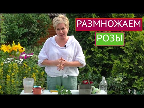 Видео: КАК ПРАВИЛЬНО РАЗМНОЖАТЬ РОЗЫ, ЧТОБЫ ПОЛУЧИТЬ 100% РЕЗУЛЬТАТ!