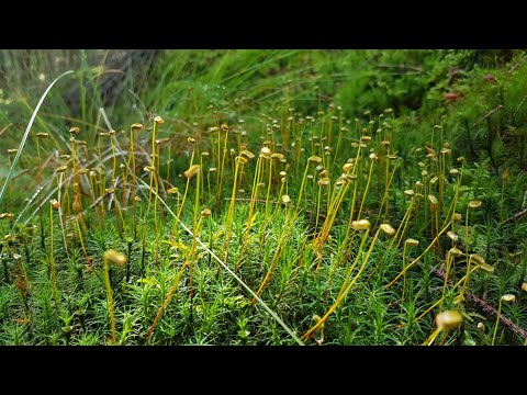 Видео: Скайп-беседа с Лакшми 22.07.2023
