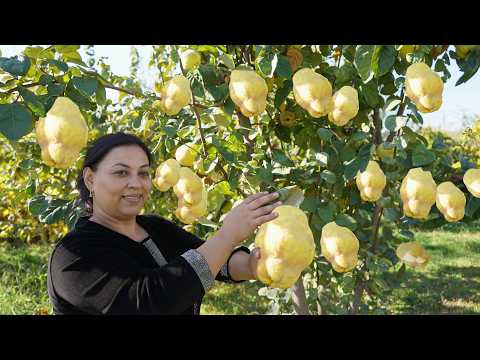 Видео: Заготовка айвы гигантской весом 1 кг: Приготовление паштетов для варенья и джема с тортом