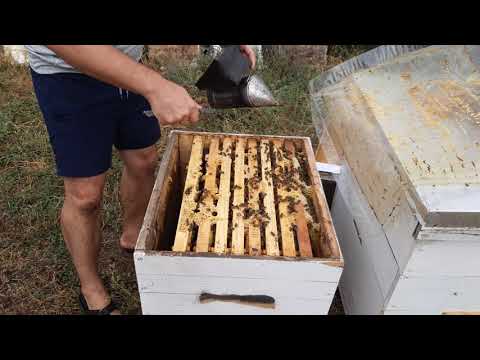 Видео: ЧОМУ 🐝🐝🐝БДЖОЛИ НЕ БЕРУТЬ СИРОП???!! ВІДПОВІДЬ ЗНАЙДЕНО.