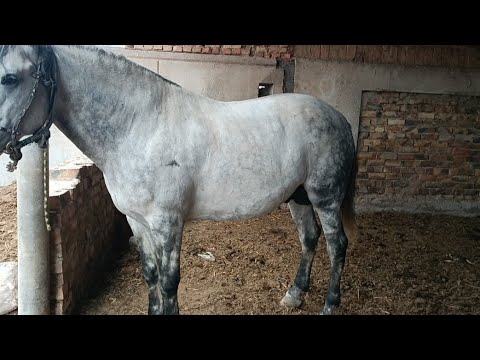 Видео: Бакыт балбандын аттары