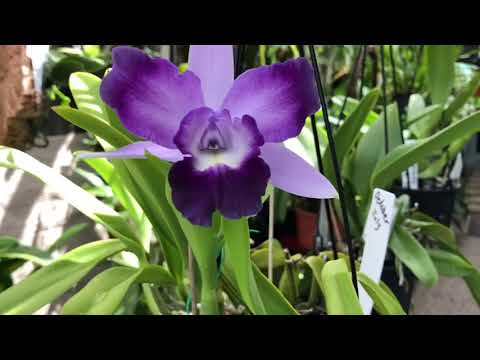 Видео: Каттлеи( Cattleya ) Посадка, уход