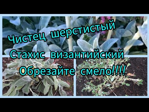 Видео: Чистец шерстистый.Смело обрезайте осенью.