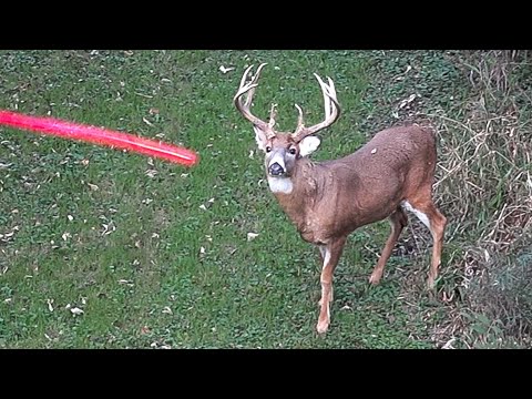 Видео: 11 выстрелов за 11 минут! Сборник снимков для охоты с луком 2021 года, часть 1