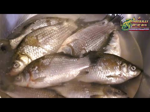 Видео: А вы пробовали жарить мелких карасей ? Они такие хрустящие и очень вкусные и совсем без костей !
