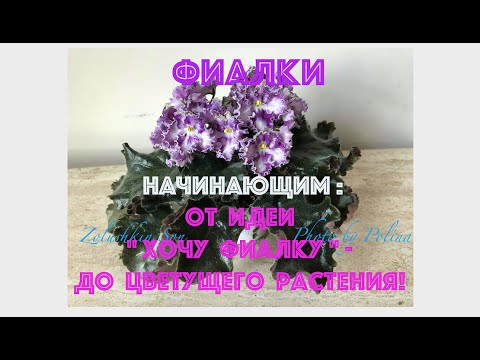 Видео: ФИАЛКИ. Советы начинающим. От идеи "Хочу фиалку" - до цветущего растения!