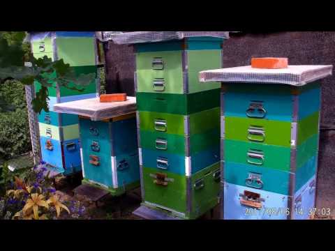 Видео: Больше 200 кг мёда за сезон с улья на стационарной пасеке это возможно. Карника F1 на Южном Урале.