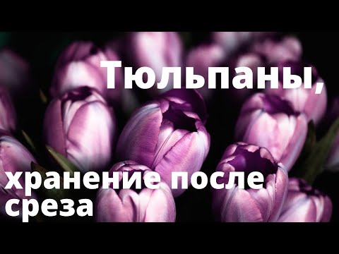 Видео: Как сохранить тюльпан после среза