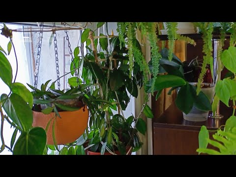 Видео: Обзор комнатных растений 2023 Часть2