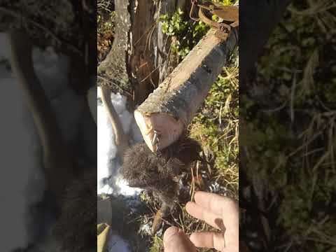 Видео: Капкан на соболя