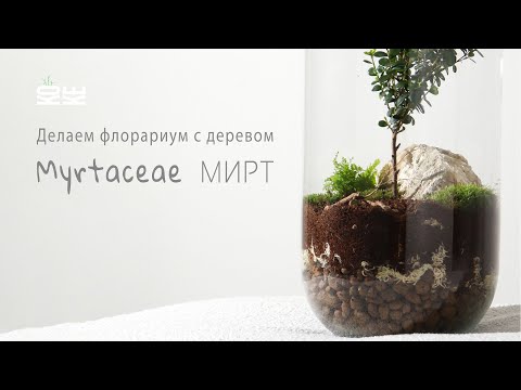 Видео: Делаем флорариум с деревом. Подробный процесс создания. МИРТ