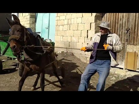 Видео: Мул в домашнем хозяйстве.1 часть.