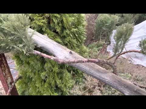 Видео: Новые туи после зимовки. Ниваки - стильные можжевельники.