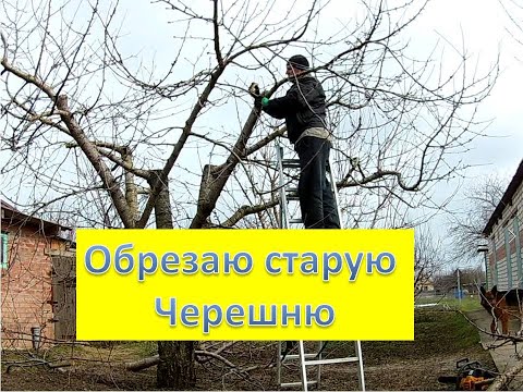 Видео: Обрезка старой черешни. Омоложение старого дерева