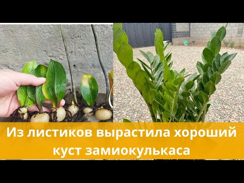 Видео: Замиокулькас . Как размножить замиокулькас#замиокулькас #zzplant