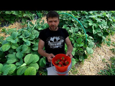 Видео: Клубника - мои первые ошибки!