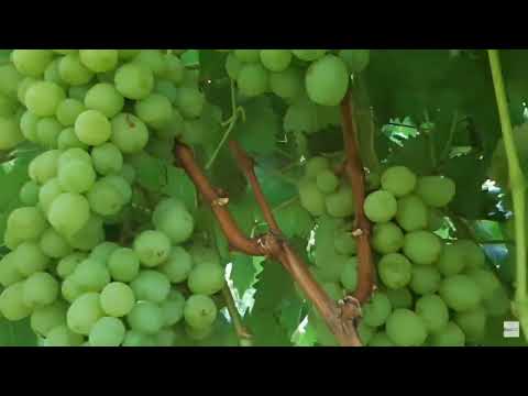Видео: И снова кишмиши. Что можно считать кишмишами. Классы бессменности, причины появления косточек