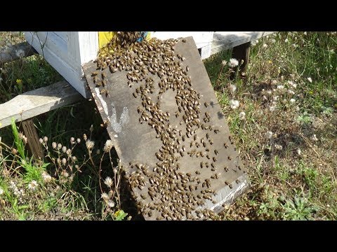 Видео: Усиление отводков пчелой в зиму