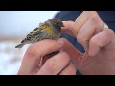 Видео: ловля Щеглов