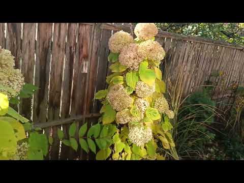 Видео: 🍀ПОБУВАЛА на РИНКУ і ПРИКУПИЛА ЧУДОВИЙ БЛЕК Б,ЮТІ.🍀