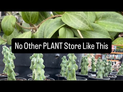 Видео: Серьёзно, вам стоит посетить этот магазин растений | Plant Shopping at The Watering Can