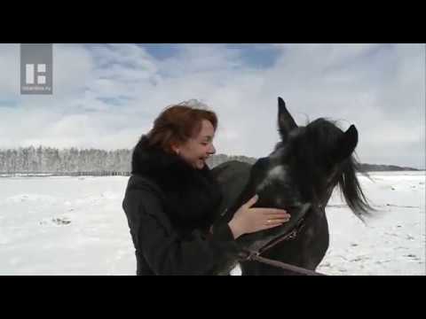 Видео: Тамбовчанка спасает лошадей от забоя, выкупая их у мясников