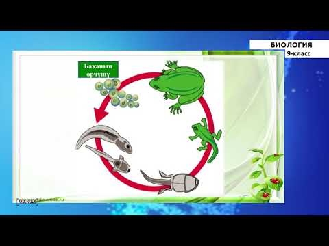 Видео: 9 класс - КГ - Биология - №1 - Тирүү организм менен жансыз табияттын айырмачылыктары