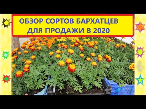 Видео: Обзор ПРОДАВАЕМЫХ сортов отклоненных Бархатцев на нашем рынке.