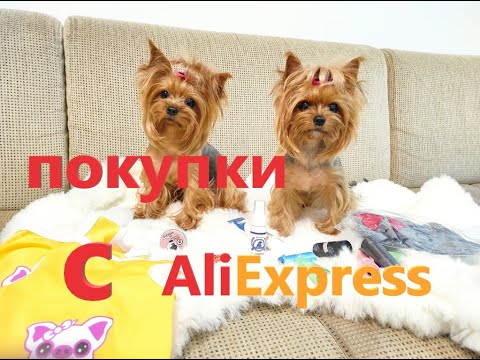 Видео: Покупки с Алиэкспресс для собак