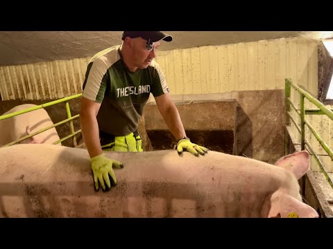 Видео: СВИНІ ГІГАНТИ -ПОРОСЯТА БУТУСИ  ОЦЕ ШПАРЯТЬ Я ВШОЦІ ЗВАЖИЛИ ВСИХ ПІДРЯД …