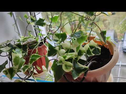 Видео: Уборка #473 воскресенье и начало недели)