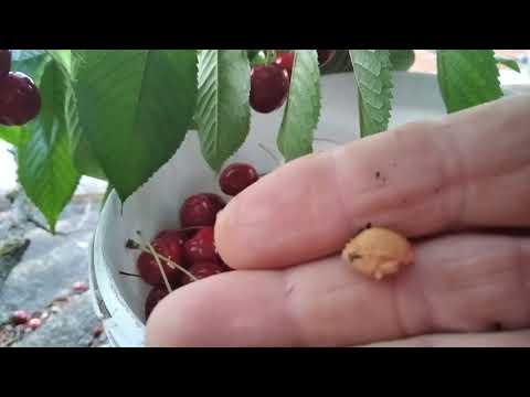 Видео: Вкусная черешня. 🍒 2 лечебных рецепта из черешни и косточек.