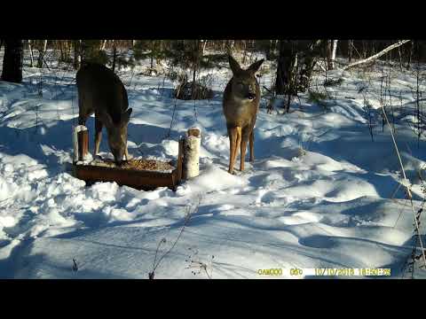 Видео: видеозаписи с кормушки 2021 02 07