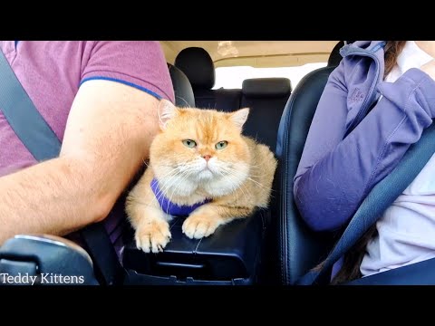 Видео: Наши выходные с котом Вильямом