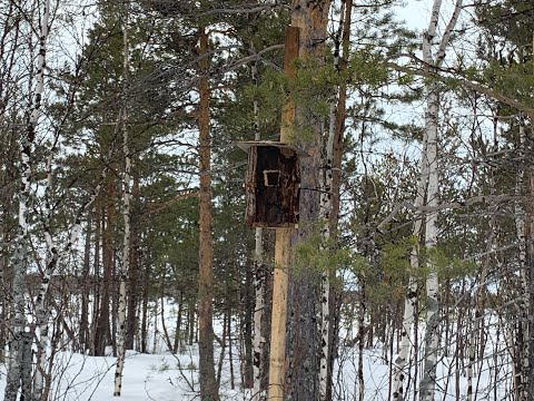 Видео: Дуплянка. Гоглятник. Таёжное озеро. Готовимся к весне