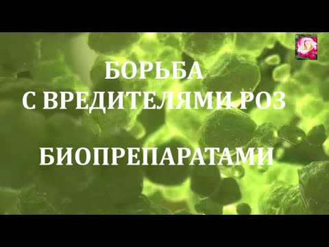 Видео: СПАСАЕМ РОЗЫ ОТ ВРЕДИТЕЛЕЙ