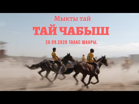 Видео: Тай Чабыш 28,09,2020,  Талас шаары