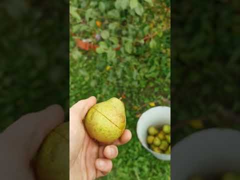 Видео: Груша Белорусская Поздняя.