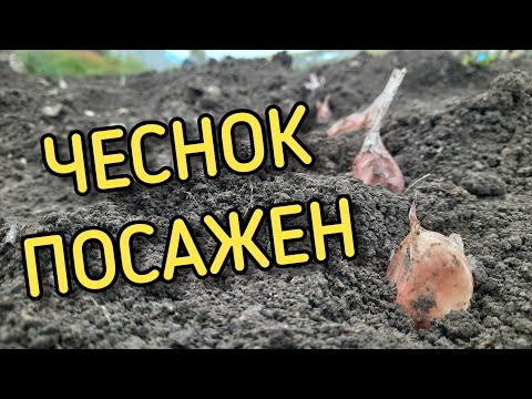 Видео: Посадка чеснока 2022