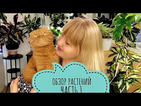 Видео: 🍀БОЛЬШОЙ ОБЗОР МОИХ РАСТЕНИЙ. ЧАСТЬ 1.  Май🍀